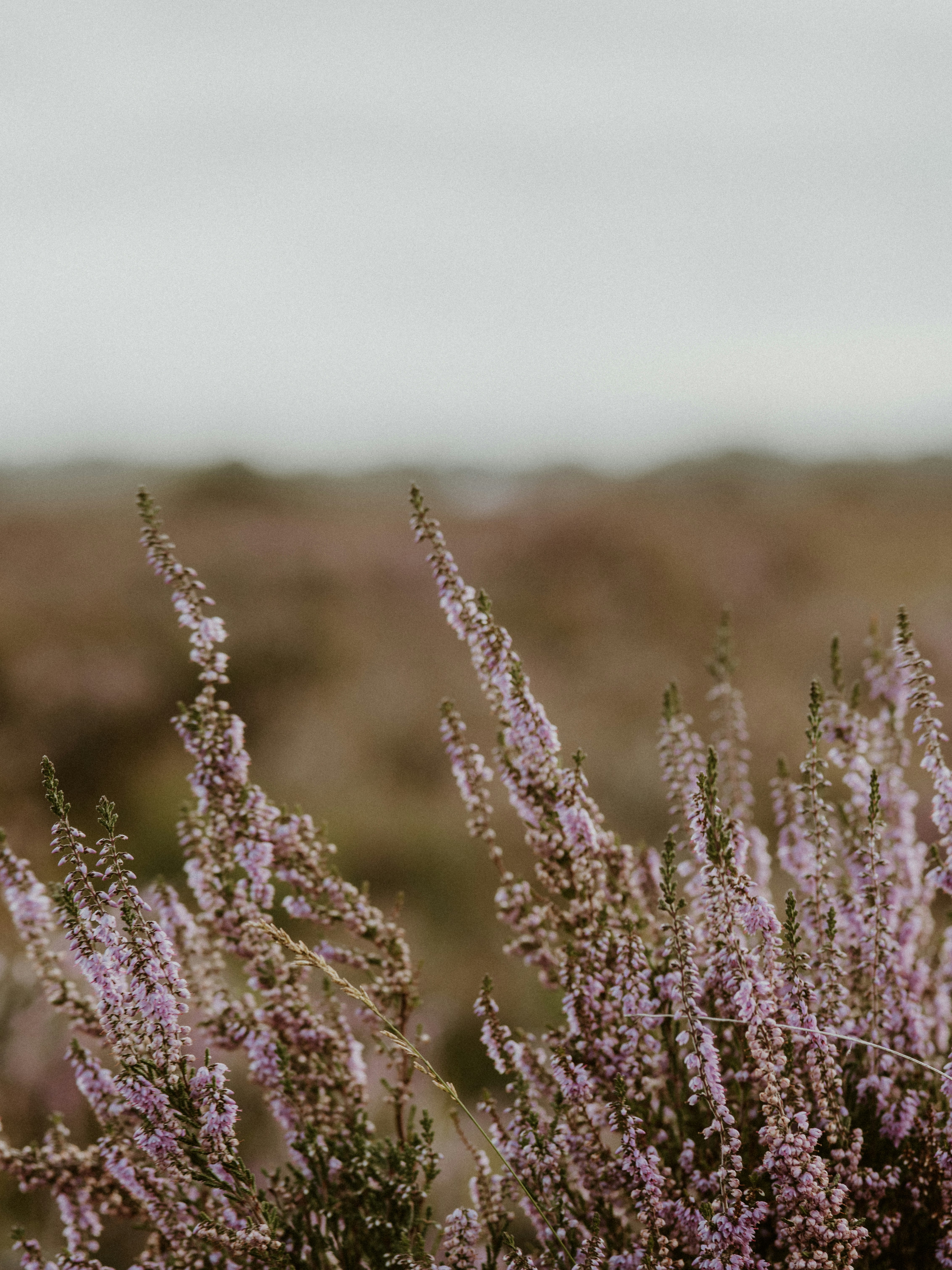 purple flower in tilt shift lens